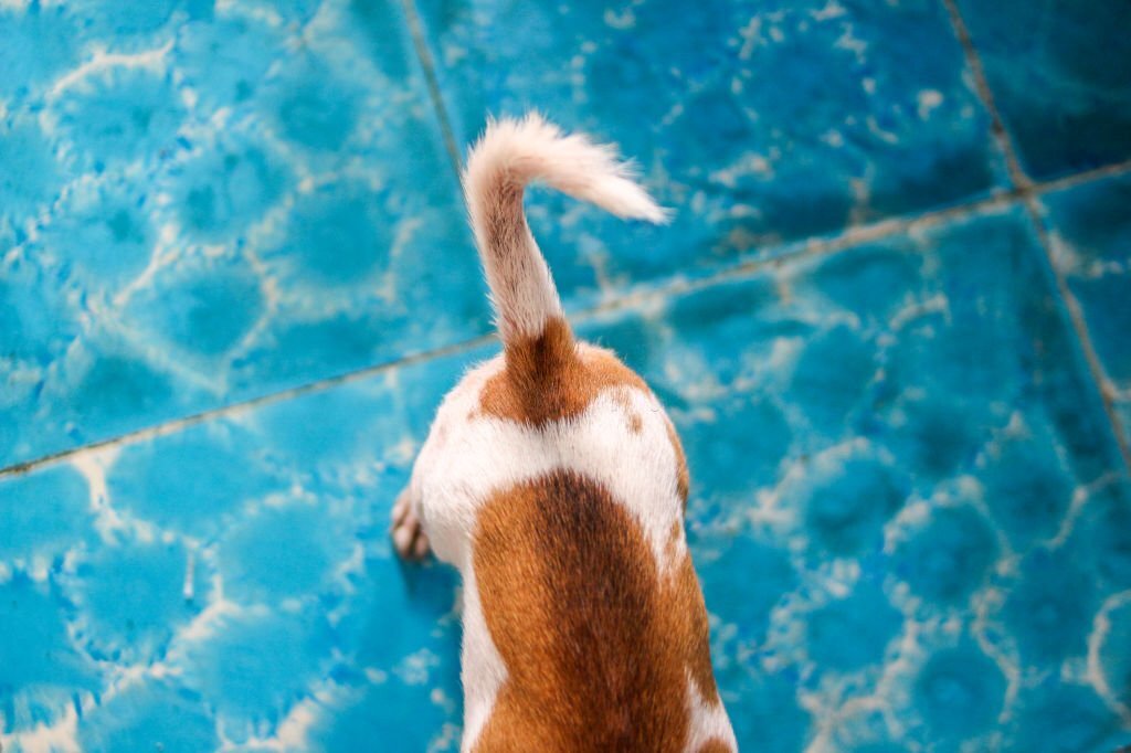 Un chien remue sa queue pour manifester son bonheur