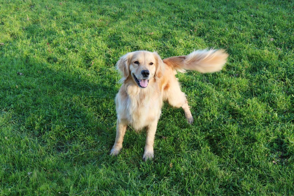 Les chiens remuent la queue pour exprimer leur respect