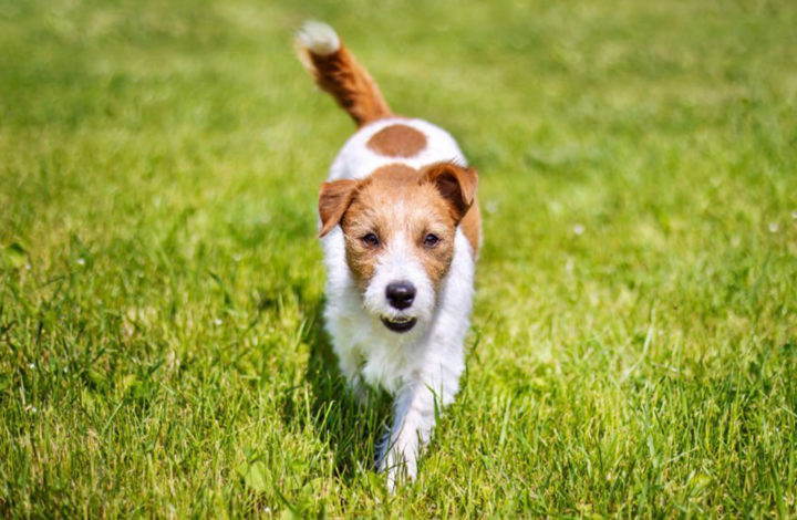 Chien : Pourquoi remue-t-il assez souvent sa queue ?