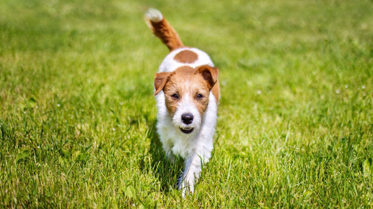 Chien : Pourquoi remue-t-il assez souvent sa queue ?