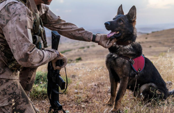 Race de chien : Découvrez ces toutous qui peuvent faire des prouesses incroyables !