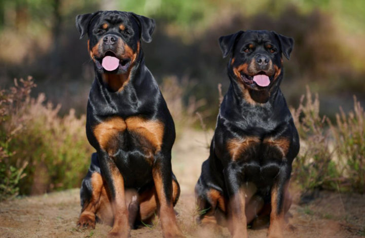 Races de chien menaçantes