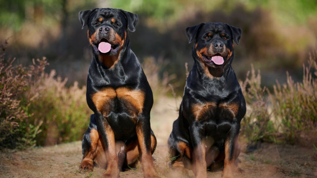 Races de chien menaçantes