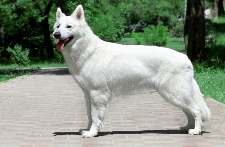 Chien : Pourquoi le Berger Blanc Suisse est considéré comme un des meilleurs toutous ?