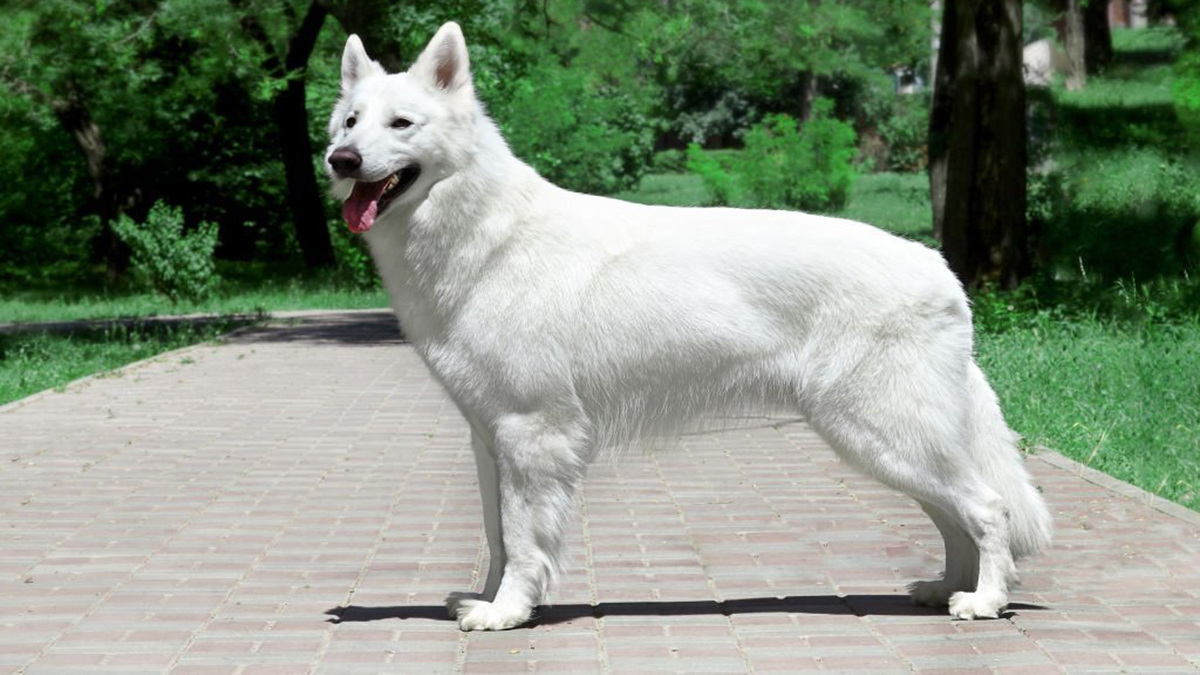 Chien : Pourquoi le Berger Blanc Suisse est considéré comme un des meilleurs toutous ?