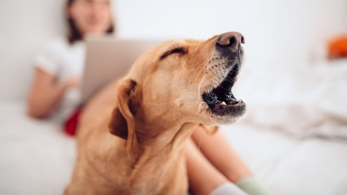 Race de chiens : Découvrez les chiens les moins bruyants