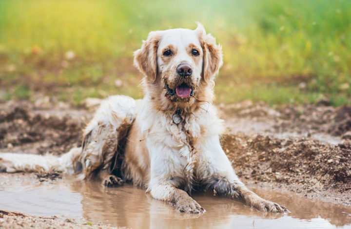 Races de chien qui mettent le bazar : le top 8 des molosses qui sont sales