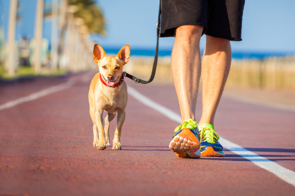 Prommener son chien