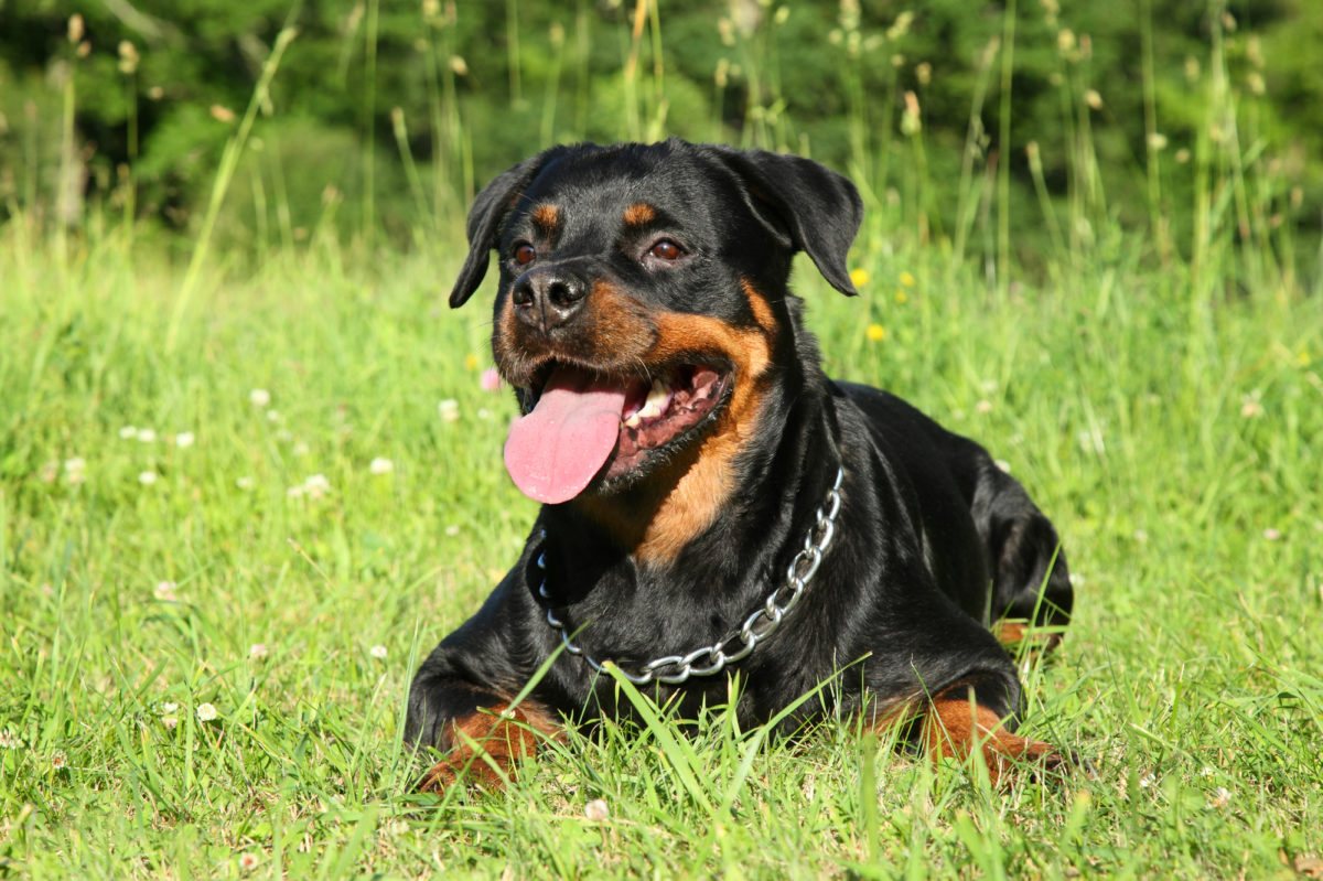 Rottweiler