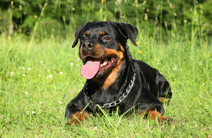 Rottweiler