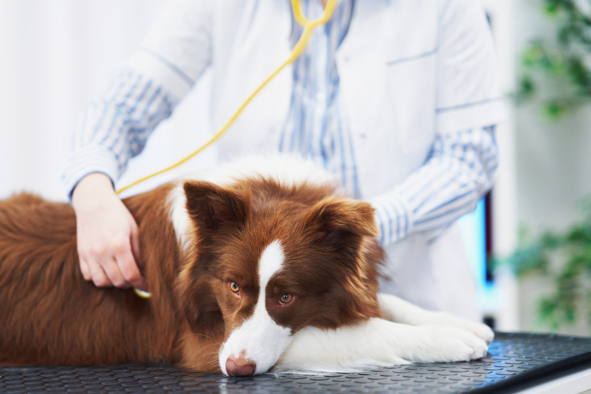 Ce chien a été emmené chez le vétérinaire