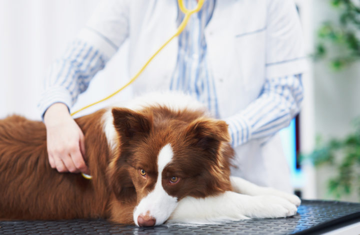 Ce chien a été emmené chez le vétérinaire