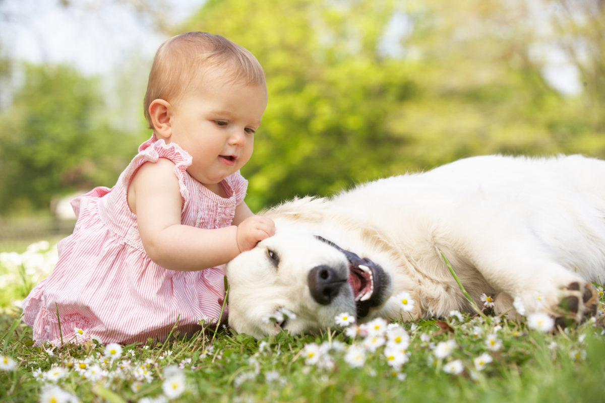 Chien avec bébé