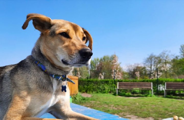 Race de chien : Découvrez ces jolis et gentils toutous de taille moyenne !