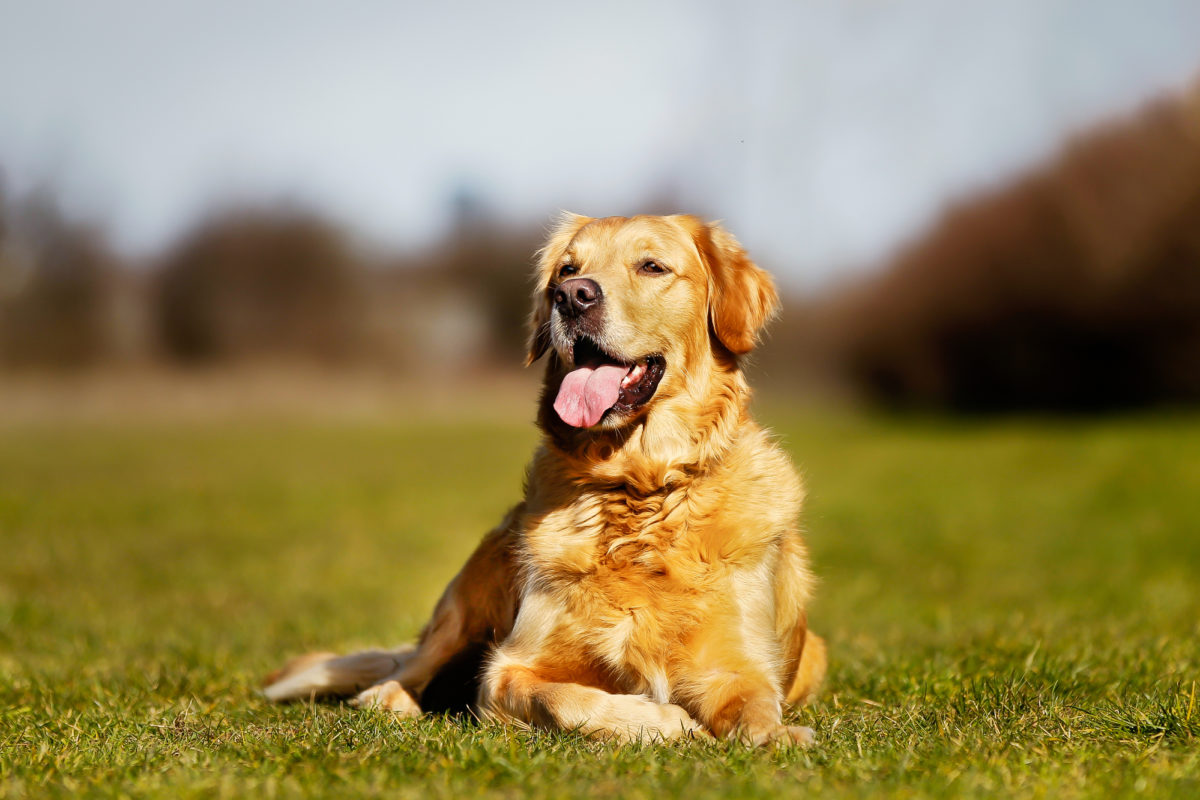 Jolies races de chiens du monde