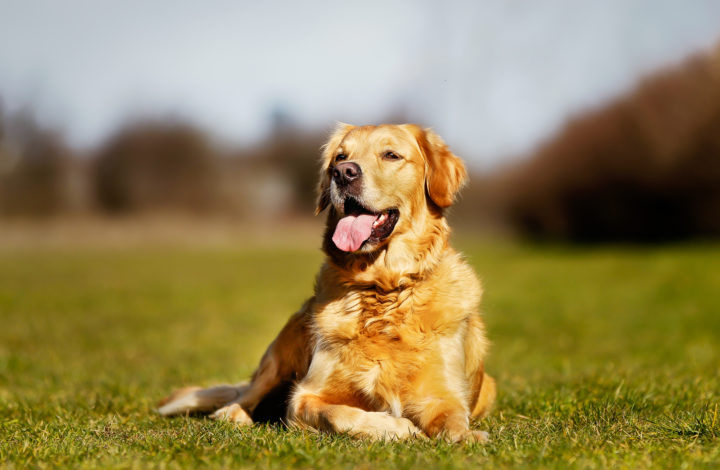 Jolies races de chiens du monde