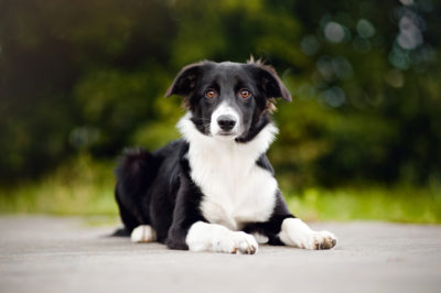 Race de chien Border Collie