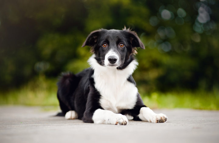 Race de chien Border Collie