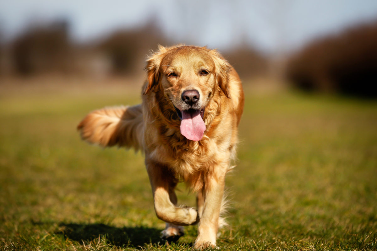 Races de chien qui ne brillent pas par leur élégance