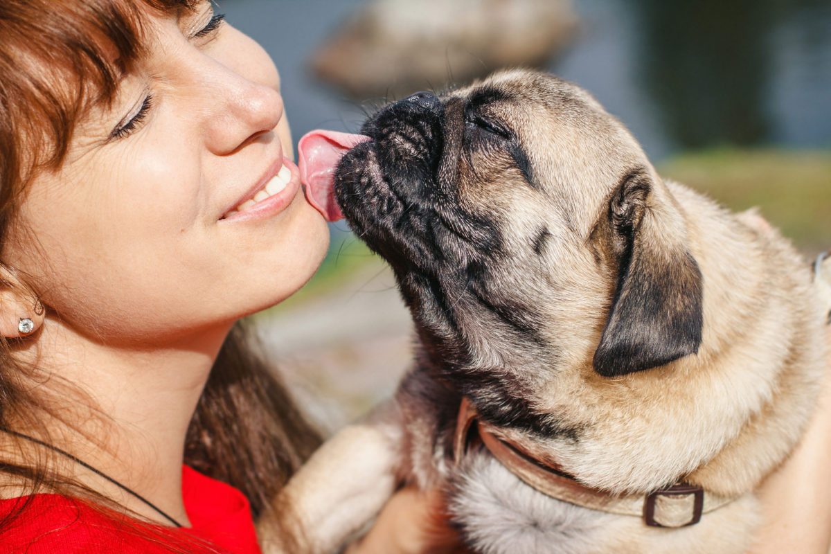 Races de chien qui ne quittent jamais leur maître des yeux