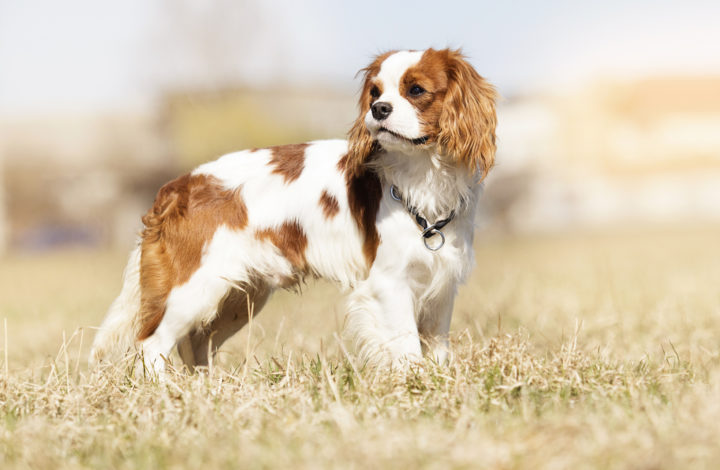 Cavalier King Charles