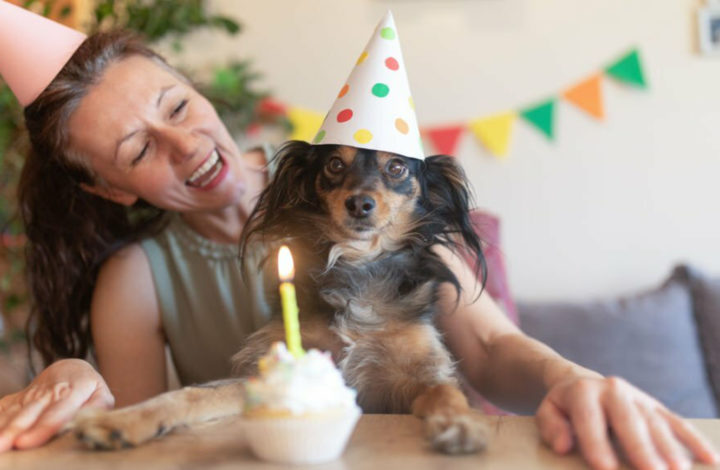 Chien : Les toutous qui adorent être au centre de l’attention