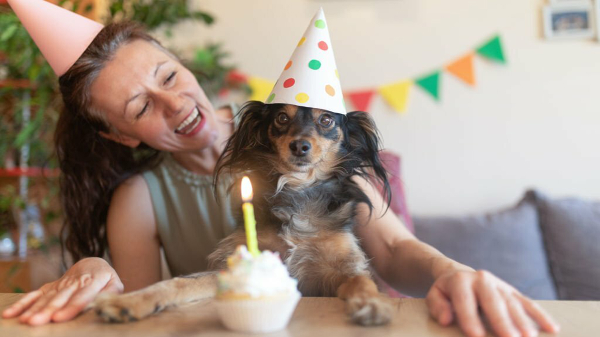 Chien : Les toutous qui adorent être au centre de l’attention