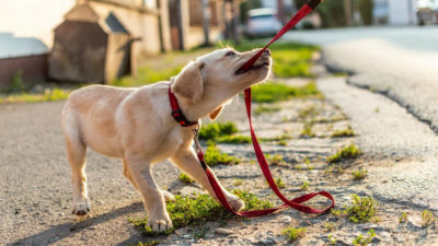 Chien : découvrez les races les plus difficiles à gérer