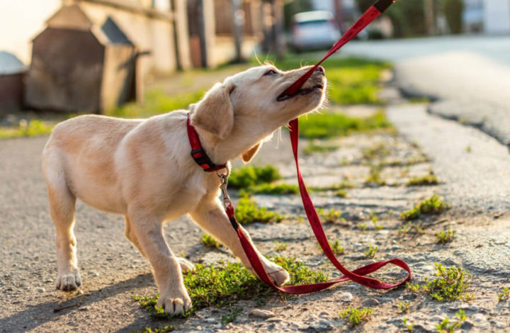 Chien : découvrez les races les plus difficiles à gérer