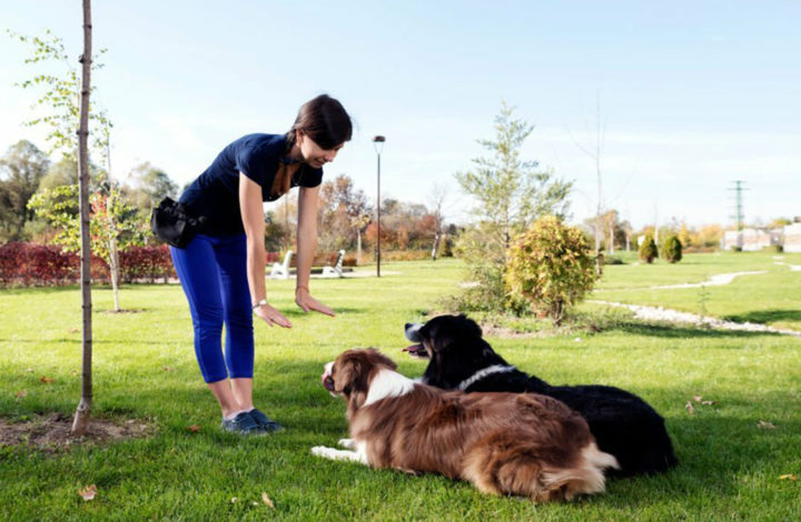 Race de chien : Les plus compliquées à éduquer