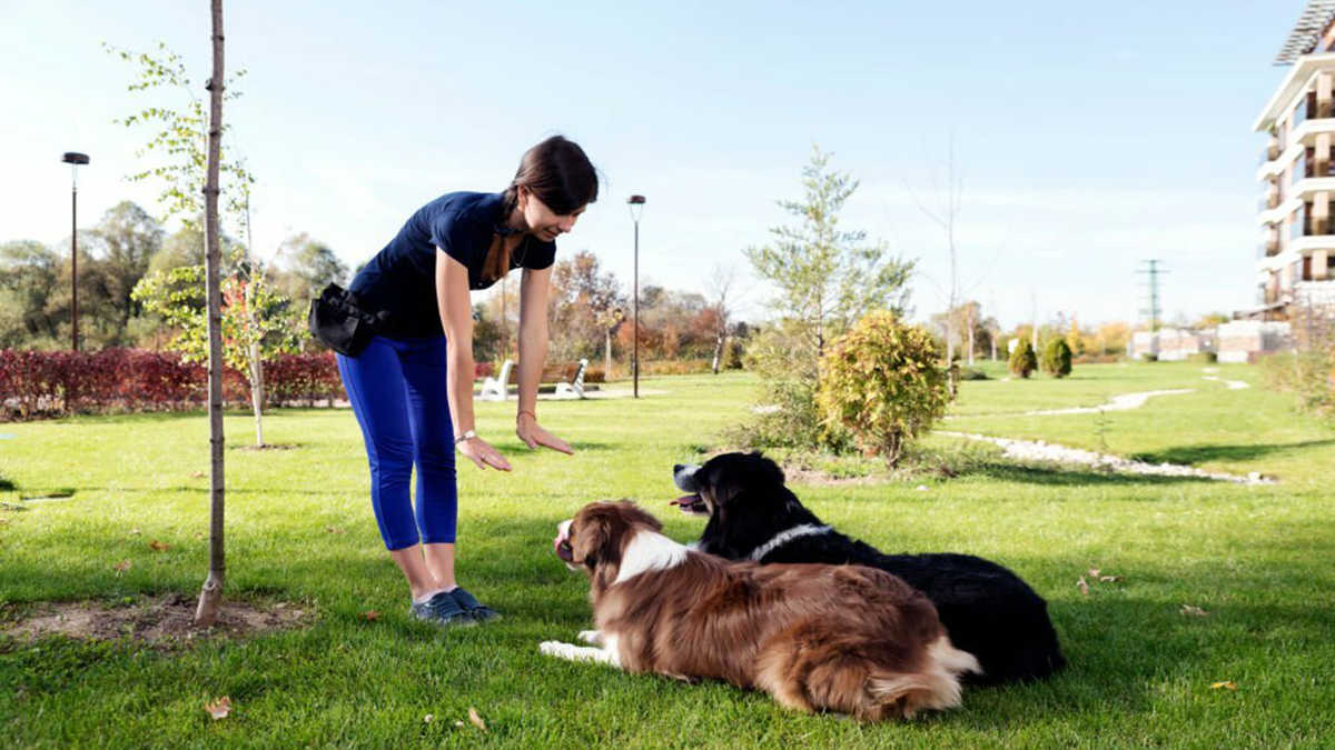 Race de chien : Les plus compliquées à éduquer