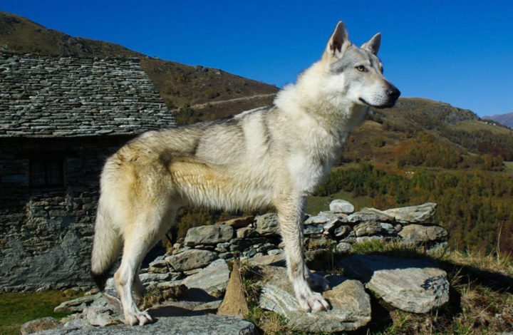 10 races de chien qui ont un air de famille avec le loup