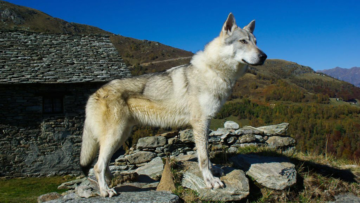 10 races de chien qui ont un air de famille avec le loup