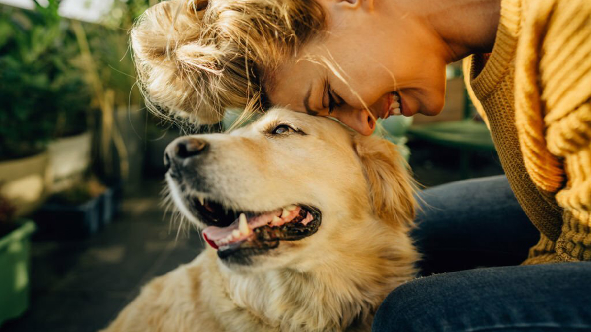 Race de chien : Ces canidés dotés d’une grande sympathie