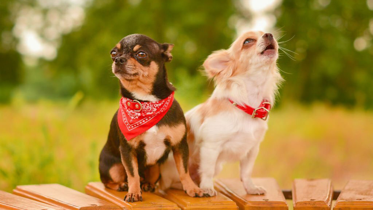 Chien : quel toutou fait partie d’une race qui ne grandit jamais ?