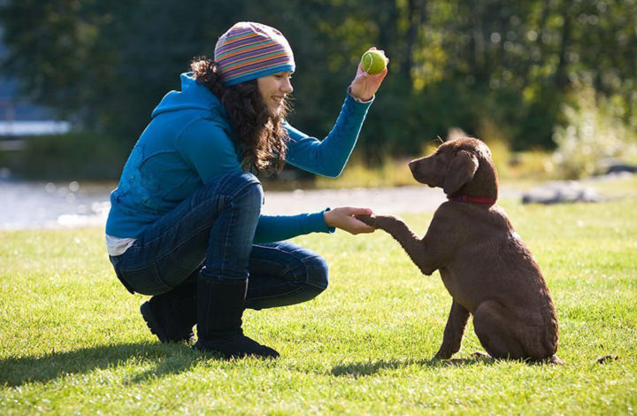 Les 8 races de chien qui demandent le plus de patience pour leur éducation