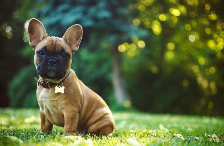 Chien : Découvrez les races les plus banales