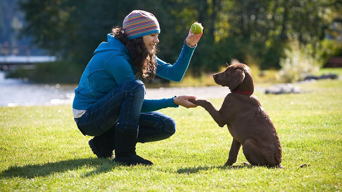 Les 8 races de chien qui demandent le plus de patience pour leur éducation