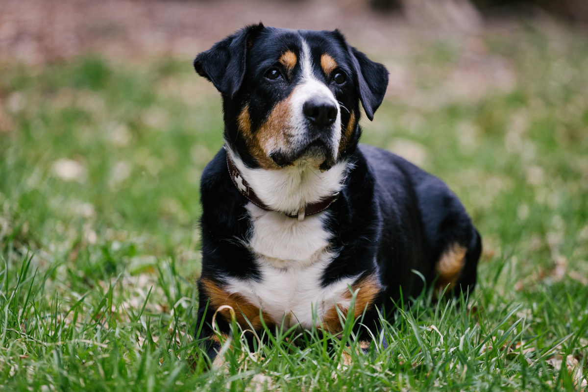 Grand Bouvier Suisse