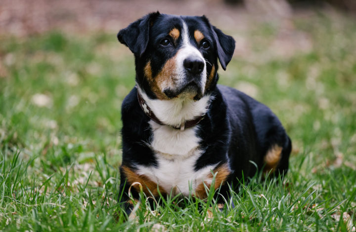 Grand Bouvier Suisse