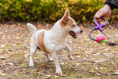 Jack Russel