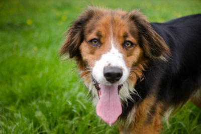 Langue pendante chez le chien