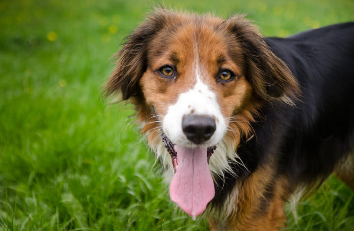 Langue pendante chez le chien