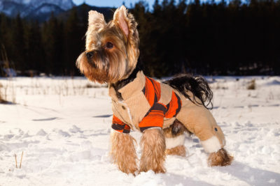 Yorkshire Terrier