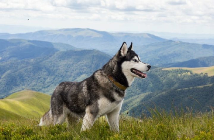 Rraces de chiens sans mauvaises odeurs