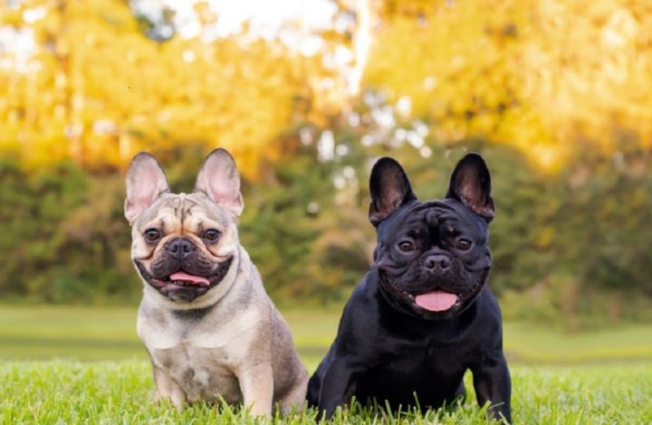 Les 9 races de chien qui détestent les conflits et le stress