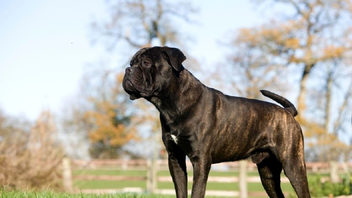 Quatre races de chien qui ont des difficultés à respirer