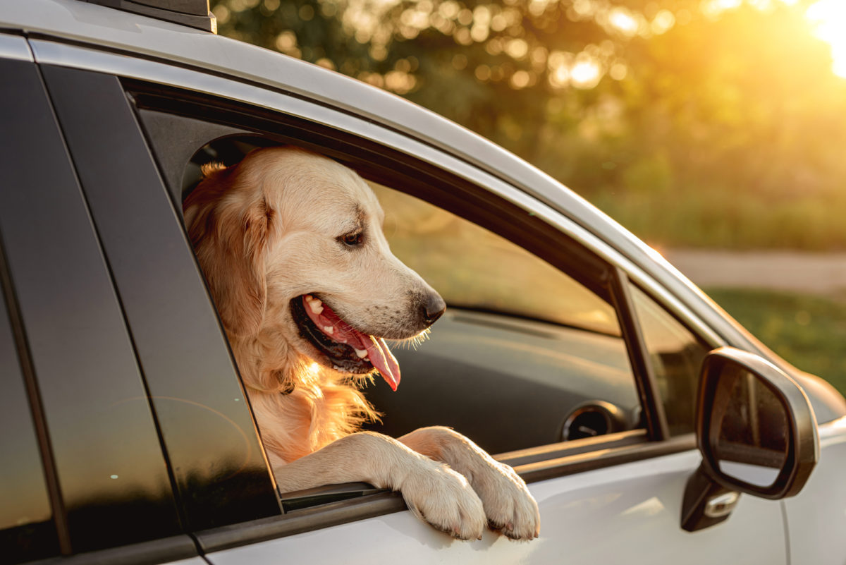 Chiens qui souffrent du mal des transports