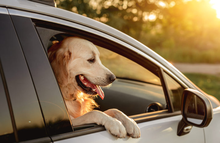 Chiens qui souffrent du mal des transports