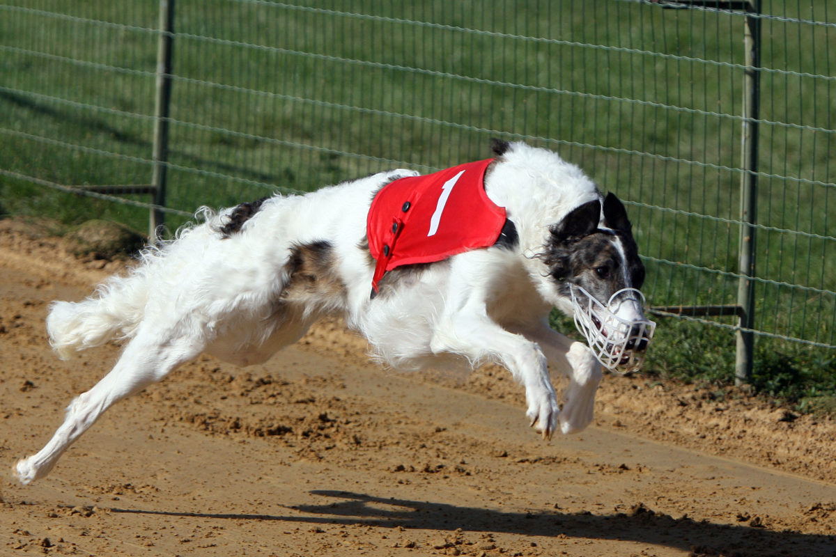 Races de chiens qui courent le plus vite